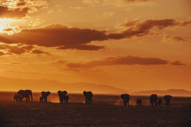 istock African elephants with youngsters dissapearing in the night 1440795612