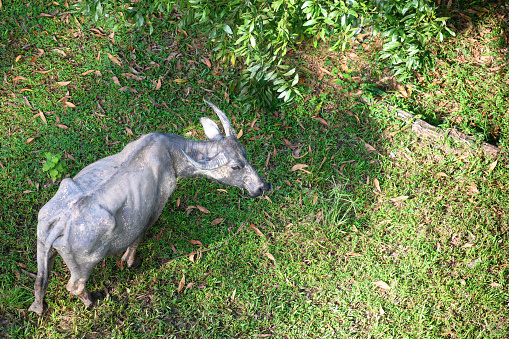 Elevated view of Thai water buffalo