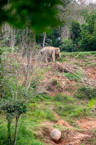 Elephant exploitation, chained to tree trunk