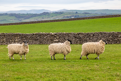 Three sheep in a row in a field in Cumbria