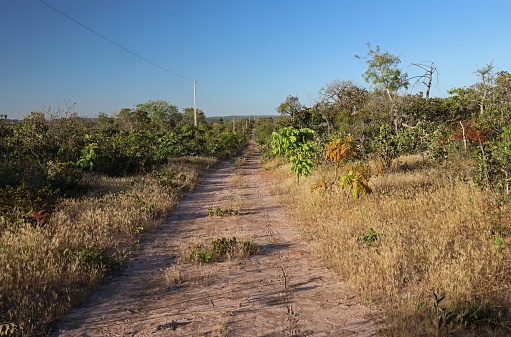 view along dirt road through scrubland\n\nChapada, Brazil.                July