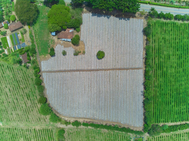 vue aérienne d’un champ avec des sillons non ensemencés - birds eye chilli photos et images de collection