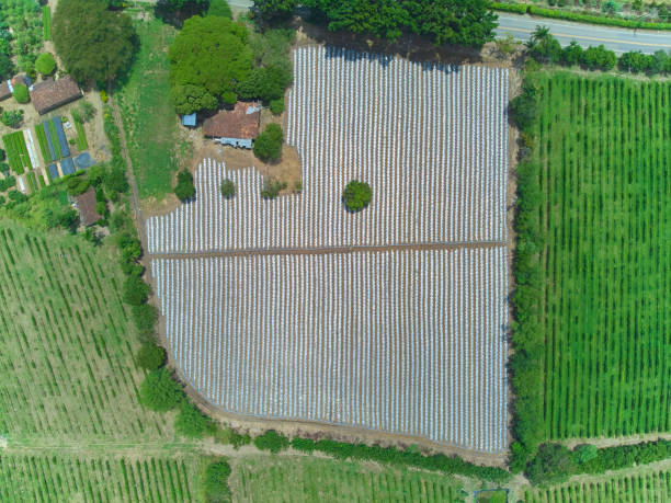 aerial view of field with unseeded furrows - birds eye chilli imagens e fotografias de stock