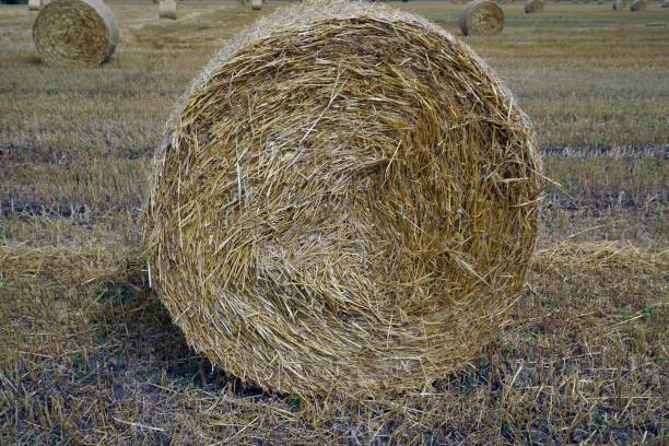 istock A bale of straw on a harvested field. Beautiful texture. 1440799761