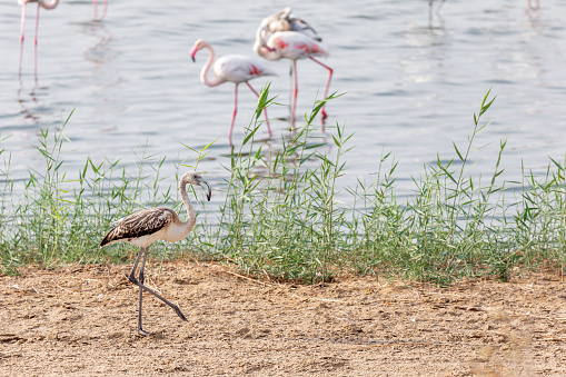 Flamingo walking by the pond at Al Wathba Wetland Reserve in Abu Dhabi, UAE. High resolution photo.