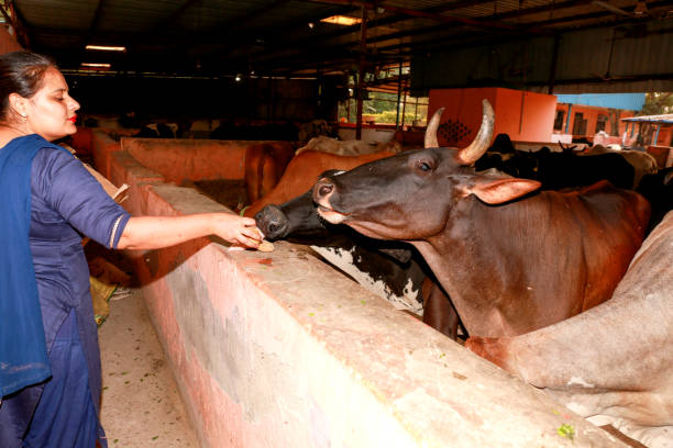 Indian women feeding food to hungry cows at dairy farm portrait.