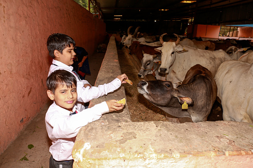 Two elementary child of Indian ethnicity feeding hungry cow portrait close up.