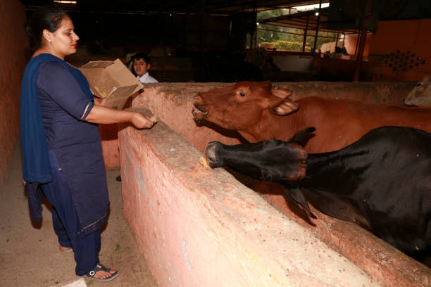 istock Women feeding hungry cows at dairy farm 1440800218