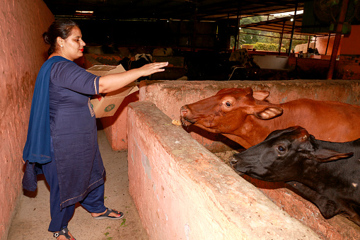 Indian women feeding food to hungry cows at dairy farm portrait.