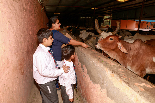 Indian family feeding food to hungry cows at dairy farm portrait.