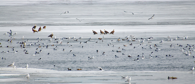 Nine Bald Eagles sitting on ice looking for their next meal in Nebraska at Lake McConaughy area. in central USA.