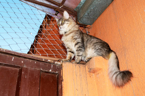 istock Hairy striped cat on top of a wall. Beautiful pose. 1440802686