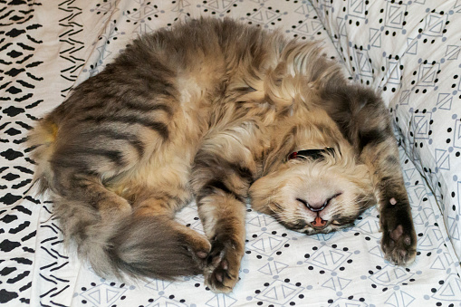 Gray furry striped cat lying down sleeping on his back in bed.