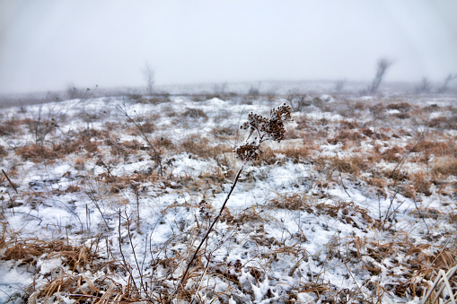 Winter Prairie with dry vegetation, snow, fogg and frost