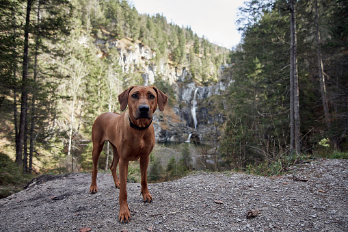 Rhodesian ridgeback dog standing in front of Stuiben waterfalls near Breitenwang in Tirol, Austria, Europe