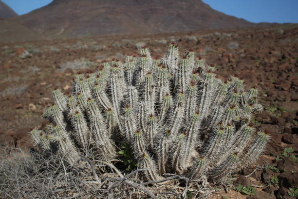 istock Euphorbia handiensis 1440805509