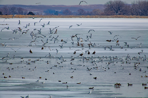 Large flocks of water birds (Mallard, eagles, gulls, scoter, mergansers, etc.) on partly frozen winter lake in southern Nebraska, USA.