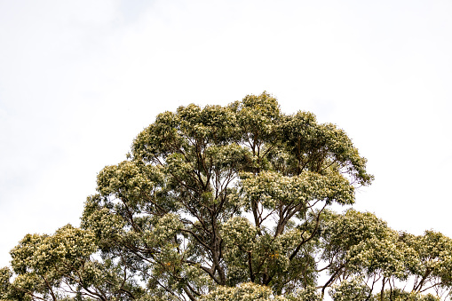 Top part of large and old flowering Eucalyptus tree, background with copy space, full frame horizontal composition