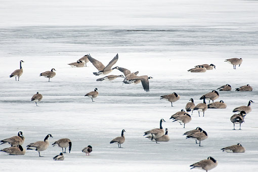 Flock of Canada Geese on ice covered lake at McConaughy at Ogallala Nebraska in central USA,