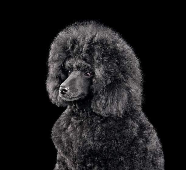 istock Cute puppy of black poodle 1440811944