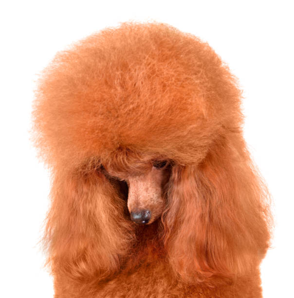 istock Beautiful apricot toy poodle 1440812027