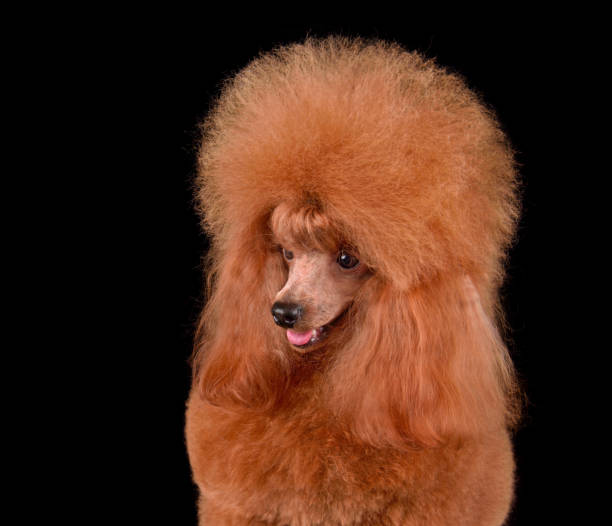 istock Toy poodle with open mouth 1440812187