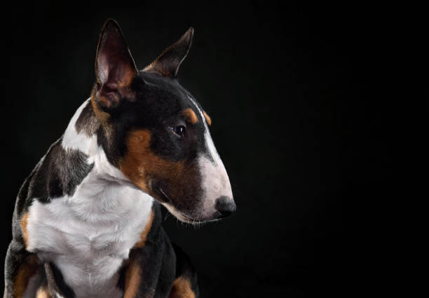 Portrait of bull terrier dog Close-up portrait of tricolor bull terrier dog sitting on a black background, profile view bull terrier stock pictures, royalty-free photos & images