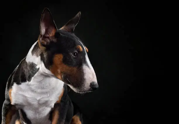 Close-up portrait of tricolor bull terrier dog sitting on a black background, profile view