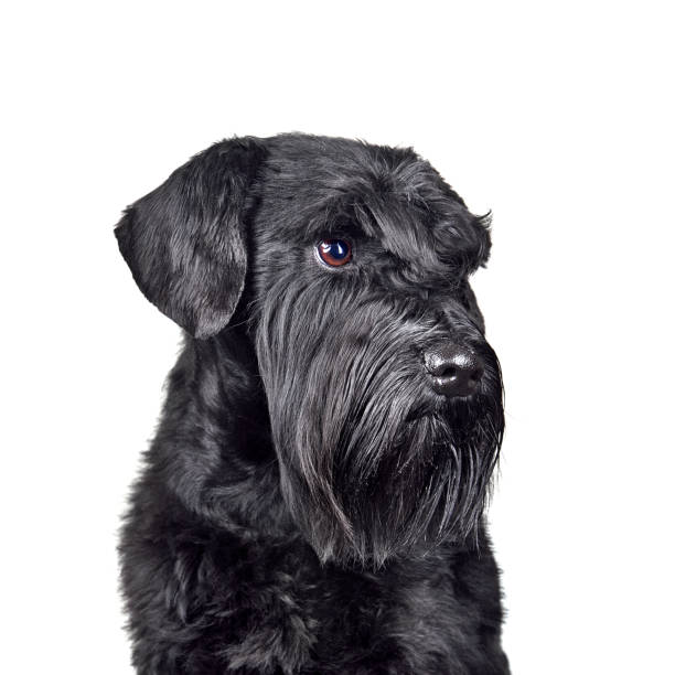 istock Black cute miniature schnauzer puppy 1440812266