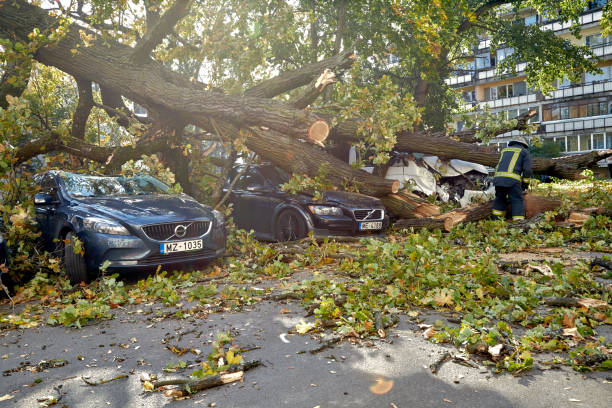 un fuerte viento rompió un árbol que cayó sobre un coche aparcado cerca - rain wind crisis business fotografías e imágenes de stock