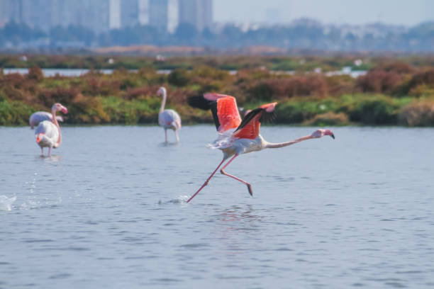 Pink Flamingos