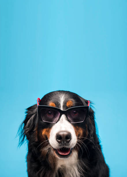 istock Brown dog with glasses on a blue background 1440815741