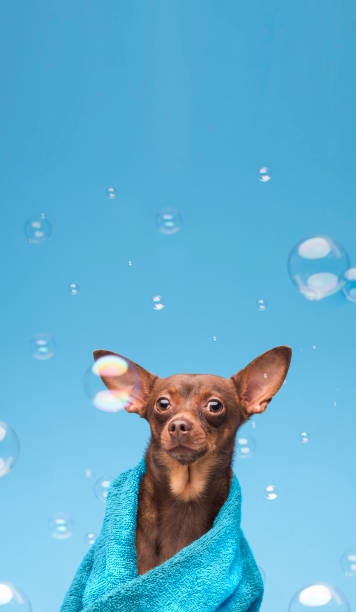 istock Dog in a towel with soap bubbles on a blue background, clean dog. 1440815758