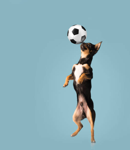 istock Dog jumping for a soccer ball on a blue background 1440815862