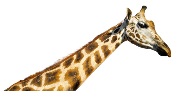 istock portrait of a giraffe on a white background close-up 1440816462