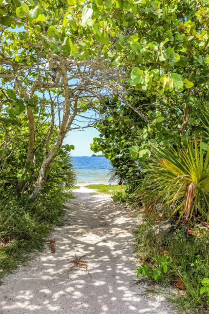 View of a sandy ocean beach through tropical trees in Florida stock photo
