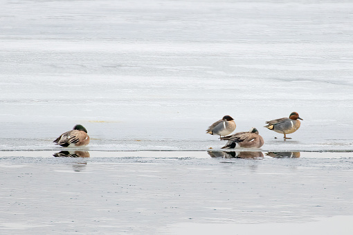 Four Green-winged Teal ducks enduring the cold ice on McConaughey Lake at Ogallala Nebraska in central USA