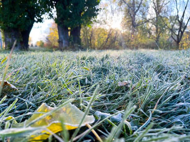 istock Autumn landscape with frozen dew 1440818765