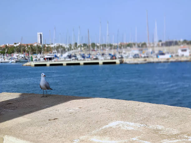 istock Costa Daurada, typical holidays place from Spain 1440819900