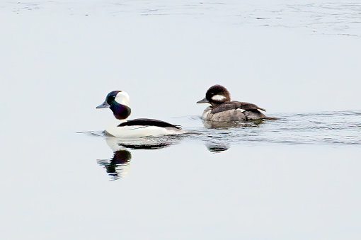 Bufflehead ducks (male and female) swimming at Lake McConaughy in central Nebraska near Ogallala in central USA.