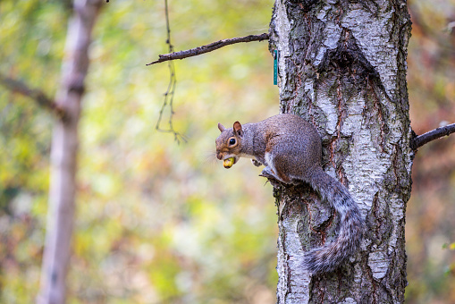 squirrel on a tree, summer, outdoor daytime