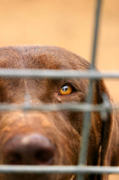 istock Beautiful Chocolate Labrador Retriever in a Cage 1440821364
