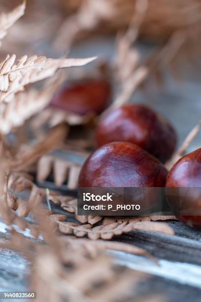 Chestnut Stock Photo - Download Image Now - Beauty, Blossom, Color Image