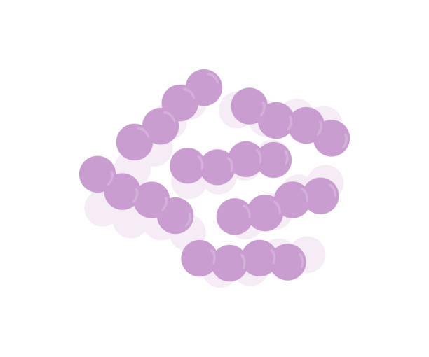 Bacteria Streptococcus, Streptococcus pneumoniae or pneumococcus bacteria's. Disease-causing bacteria's, viruses and microbes. Streptococcus pneumoniae vector design and illustration. Bacteria Streptococcus, Streptococcus pneumoniae or pneumococcus bacteria's. Disease-causing bacterias, viruses and microbes. Streptococcus pneumoniae vector design and illustration. bacillus cereus stock illustrations