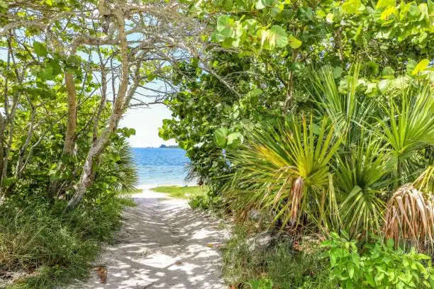 Florida tropical trees and sandy beach