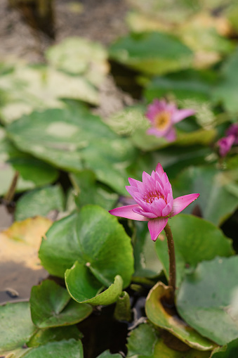 pink water lily or lotus flower on water. shallow depth of field
