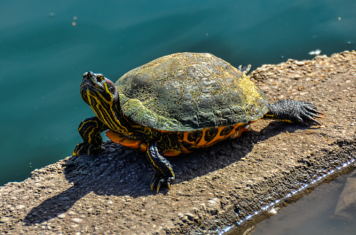 The painted turtle  enjoy sunbathing