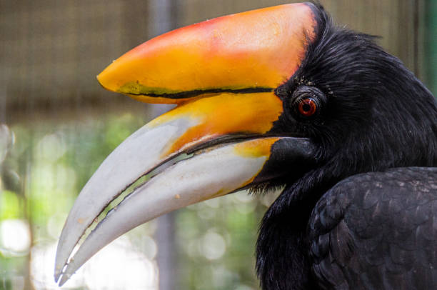 istock The rhinoceros hornbill 1440829729