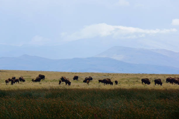 стадо буйволов в прериях - fog horn стоковые фото и изображения