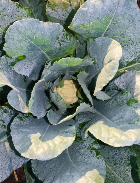 coliflor - vegetable garden vegetable high angle view weeding fotografías e imágenes de stock